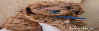 Alder