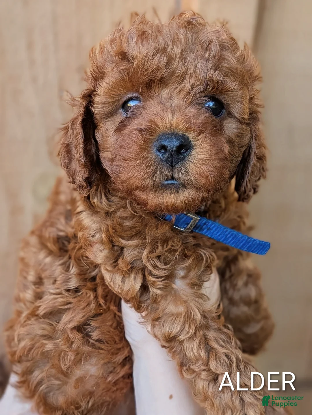 Cavapoo dogs for sale: Alder - Ad 1