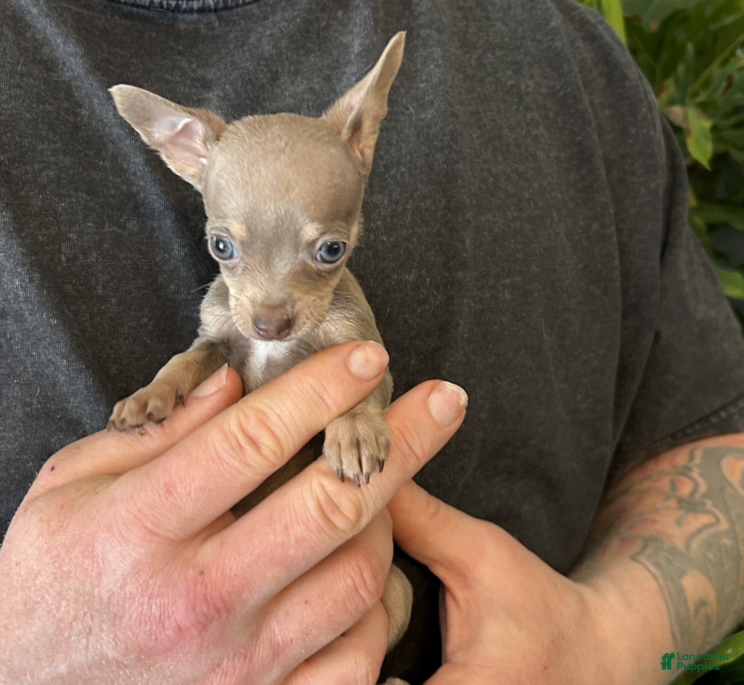 Chihuahua dogs for sale: Lilac Micro - Ad 2