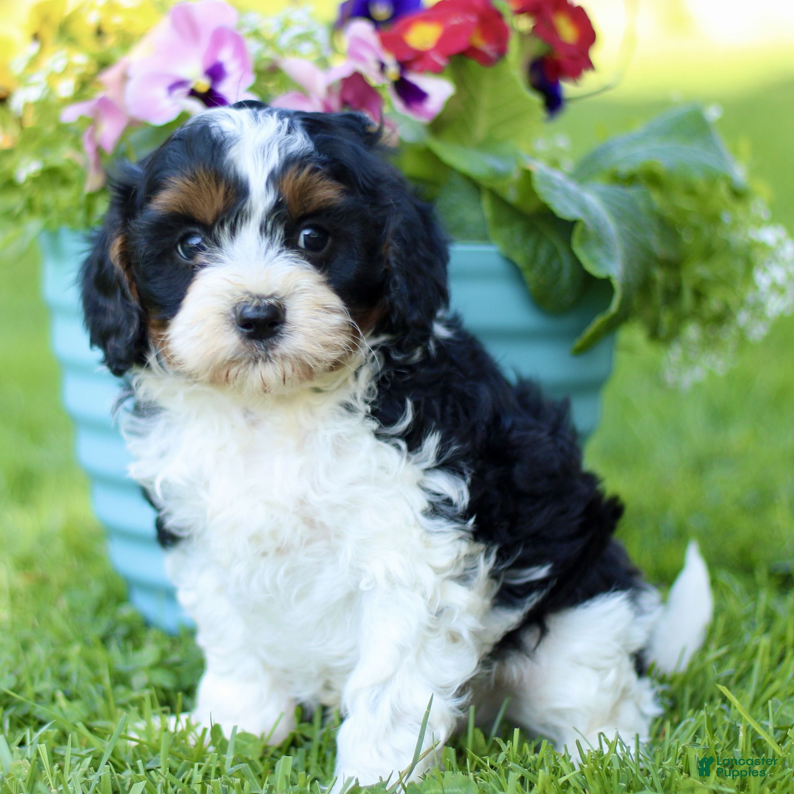 Cavapoo dogs for sale: Lavern  - Ad 3