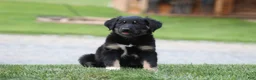 English Shepherd dogs for sale: Sheba - Ad 3