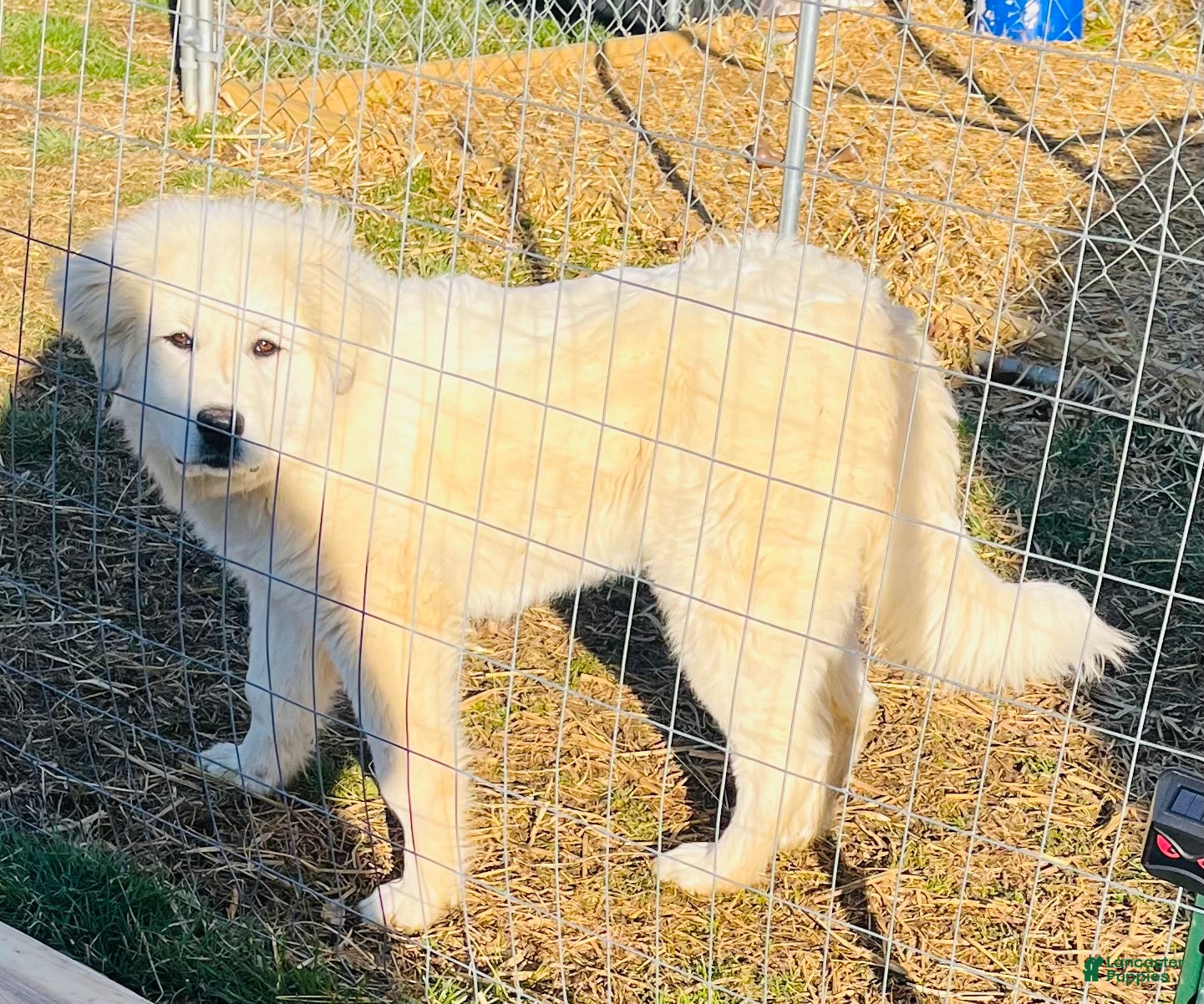 Great Pyrenees dogs Great Pyrenees Puppy  - Ad 7