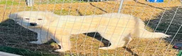 Great Pyrenees dogs for sale: Great Pyrenees Puppy  - Ad 1
