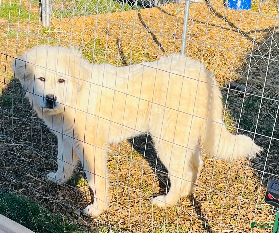 Great Pyrenees dogs for sale: Great Pyrenees Puppy  - Ad 1