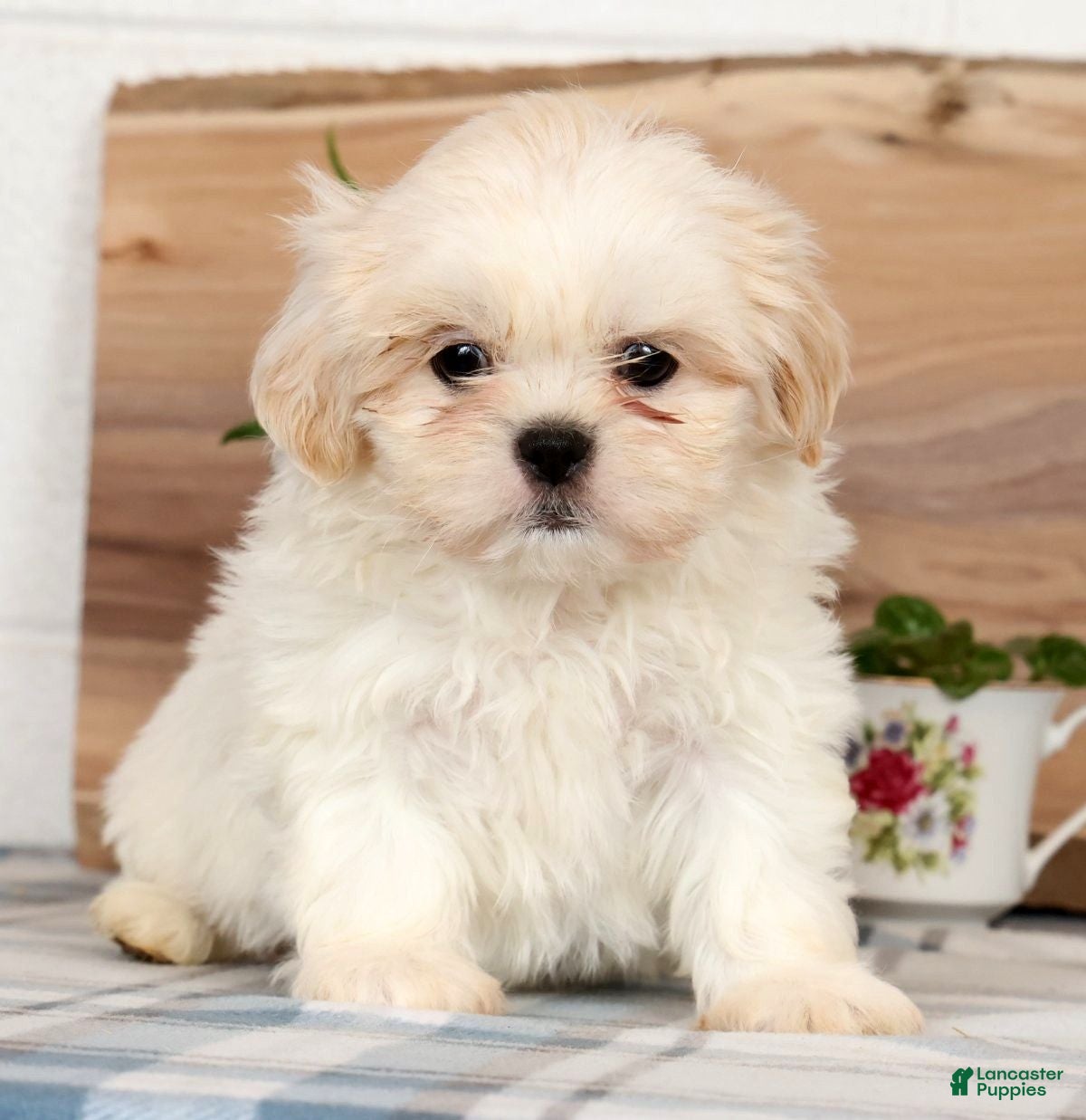 Shih Tzu dogs Harry - Ad 1