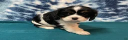 Cavalier King Charles Spaniel dogs for sale: Cavalier King Charles Spaniel Puppy 2 - Ad 2