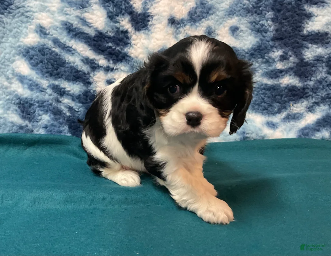 Cavalier King Charles Spaniel dogs for sale: Cavalier King Charles Spaniel Puppy 2 - Ad 2