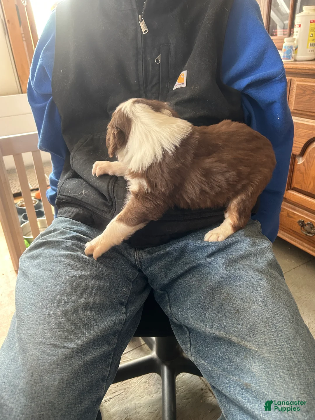 Australian Shepherd dogs for sale: Danny Boone - Ad 4