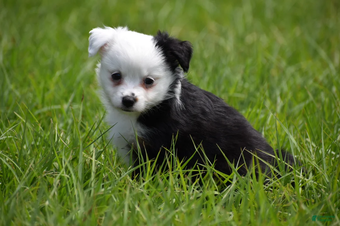 Toy Australian Shepherd dogs for sale: Toy Australian Shepherd Puppy 2 - Ad 6