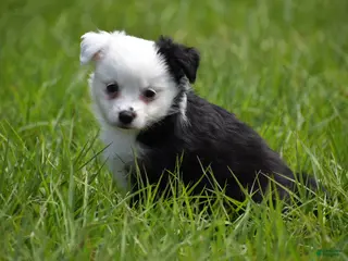 Toy Australian Shepherd dogs Toy Australian Shepherd Puppy 2 - Ad 1