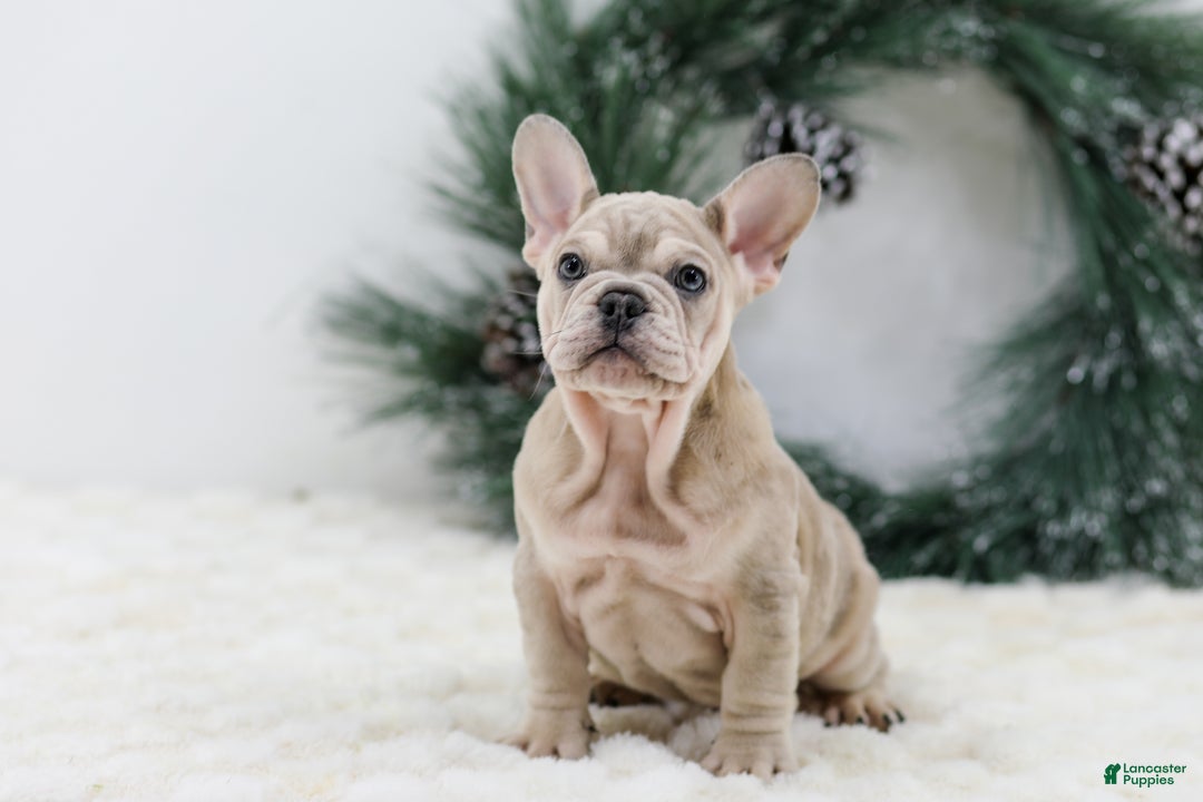 French Bulldog dogs for sale: Major - Ad 4