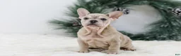 French Bulldog dogs for sale: Major - Ad 4