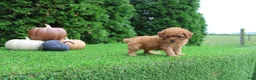 Toy Poodle dogs for sale: Faye - Ad 4