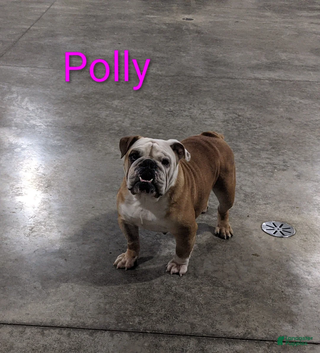 English Bulldog dogs for sale: AKC Polly  - Ad 8