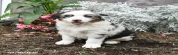 Australian Shepherd dogs for sale: Lucky - Ad 4