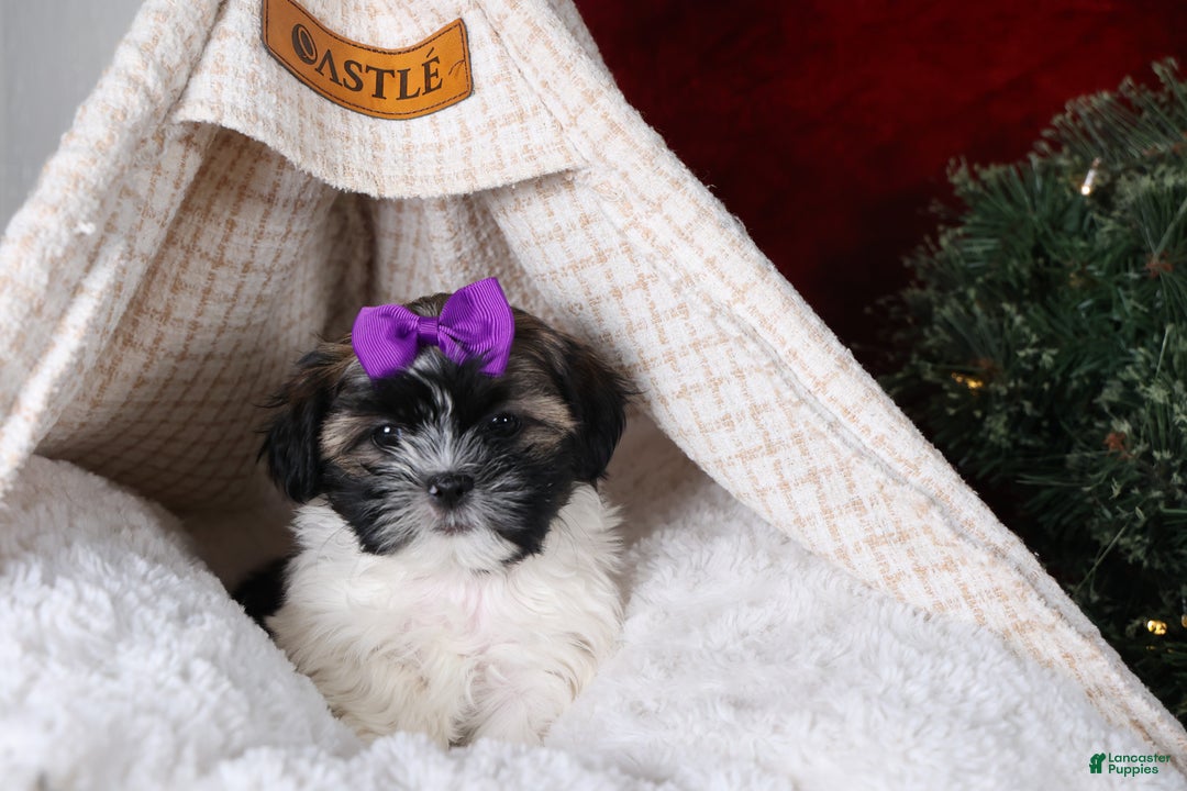 Shih Tzu dogs for sale: Rosie - Ad 20