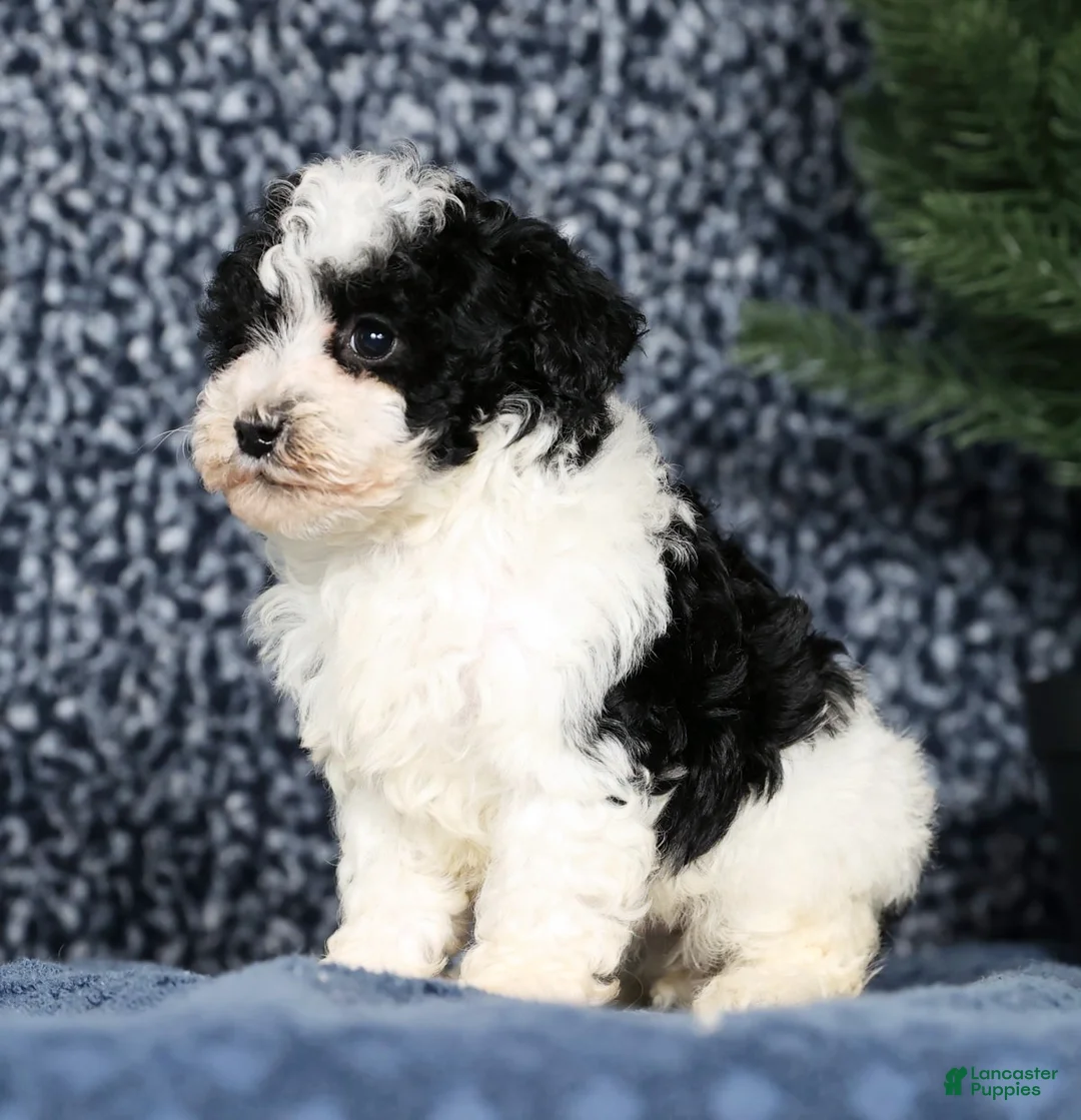 Havapoo dogs for sale: Lucas - Ad 8