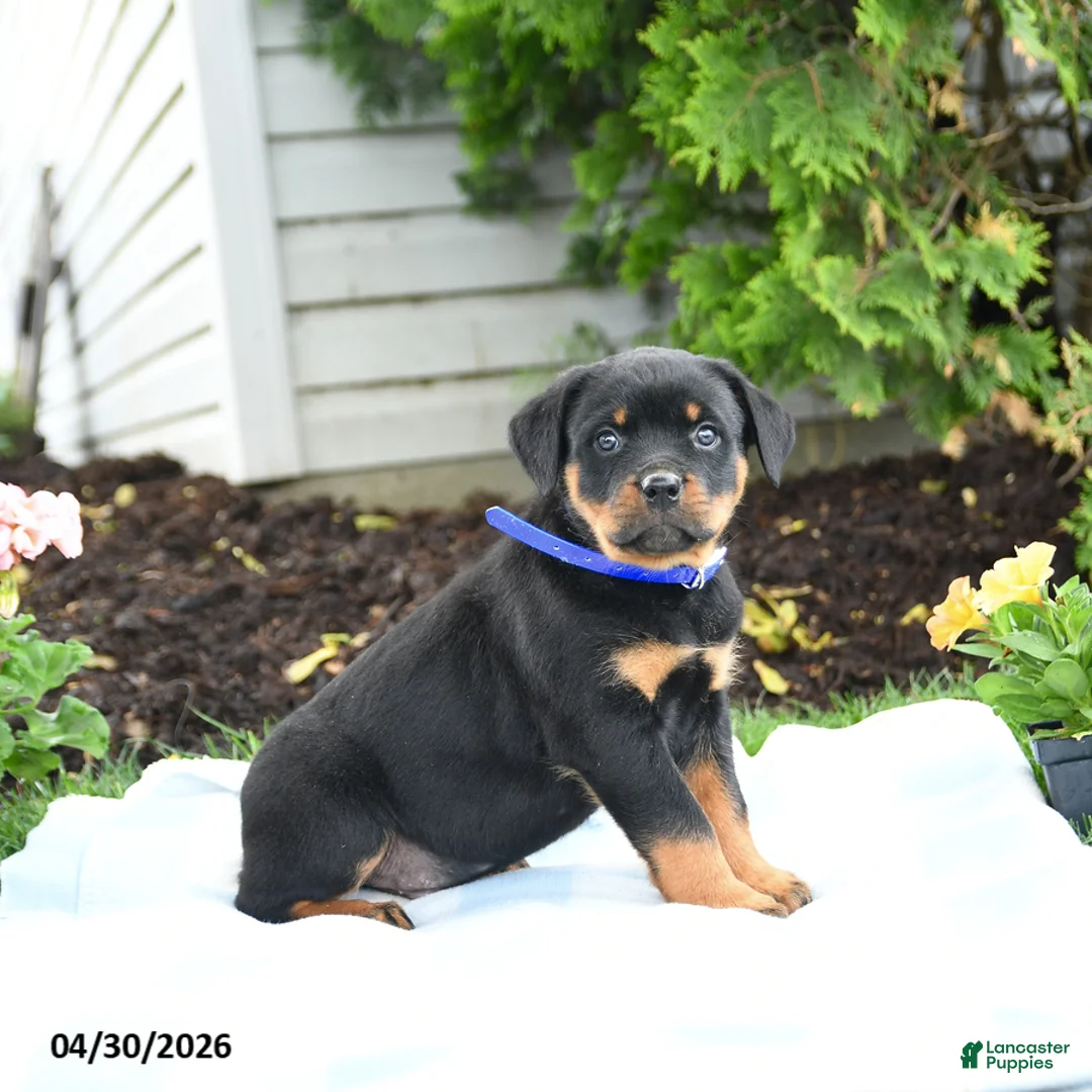 Rottweiler dogs for sale: Vance - Ad 2