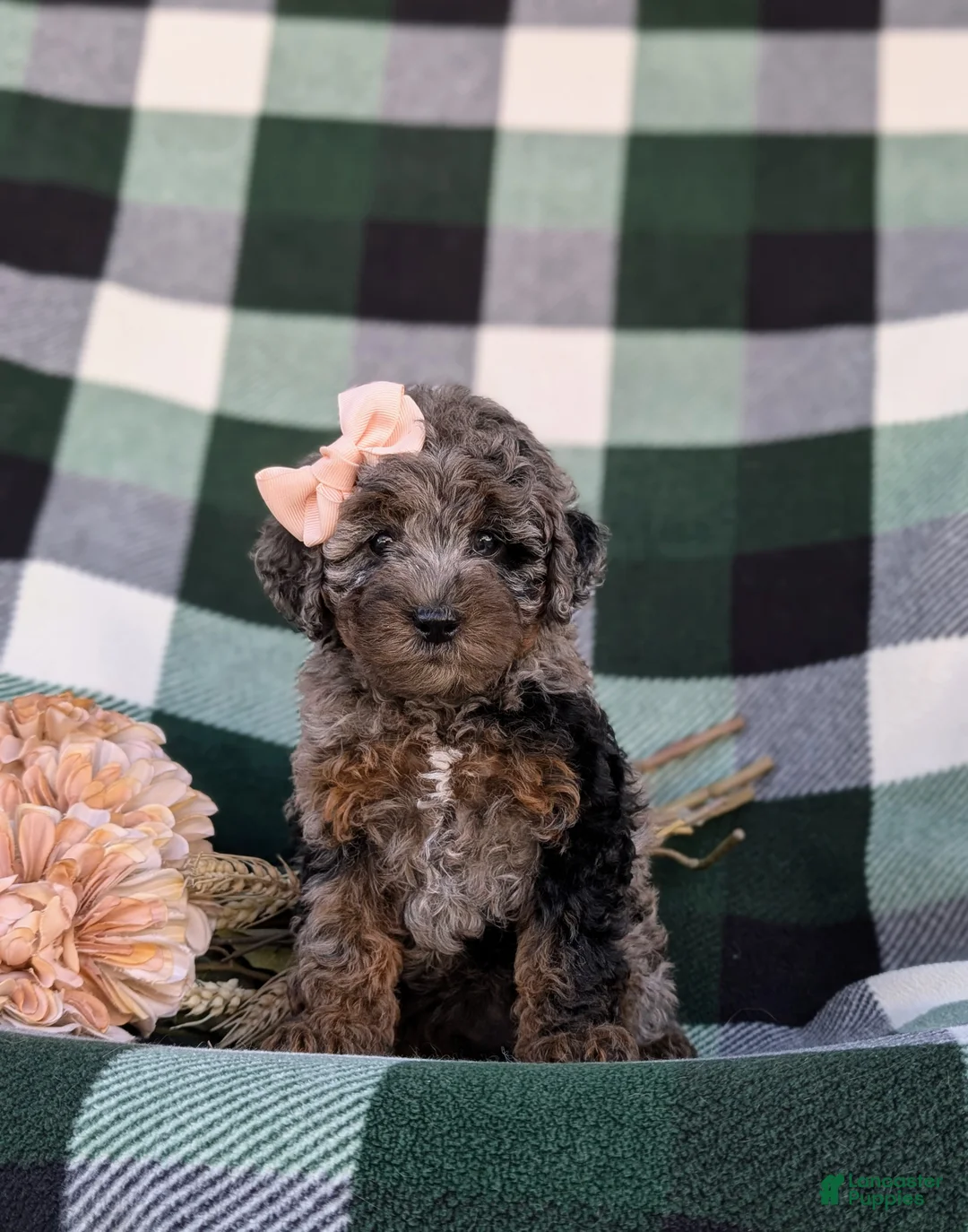 Cockapoo dogs for sale: Kahlia Hypoallergenic - Ad 1