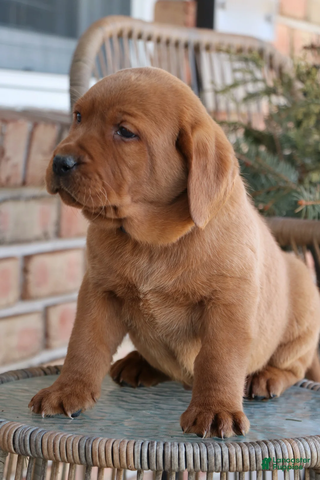 Labrador Retriever dogs for sale: Labrador Retriever Puppy 2 - Ad 2