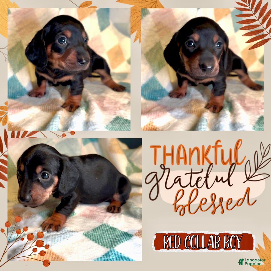 Miniature Dachshund dogs for sale: Red Collar Boy - Ad 1