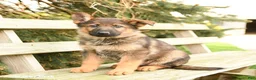 German Shepherd dogs for sale: Dakota - Ad 2