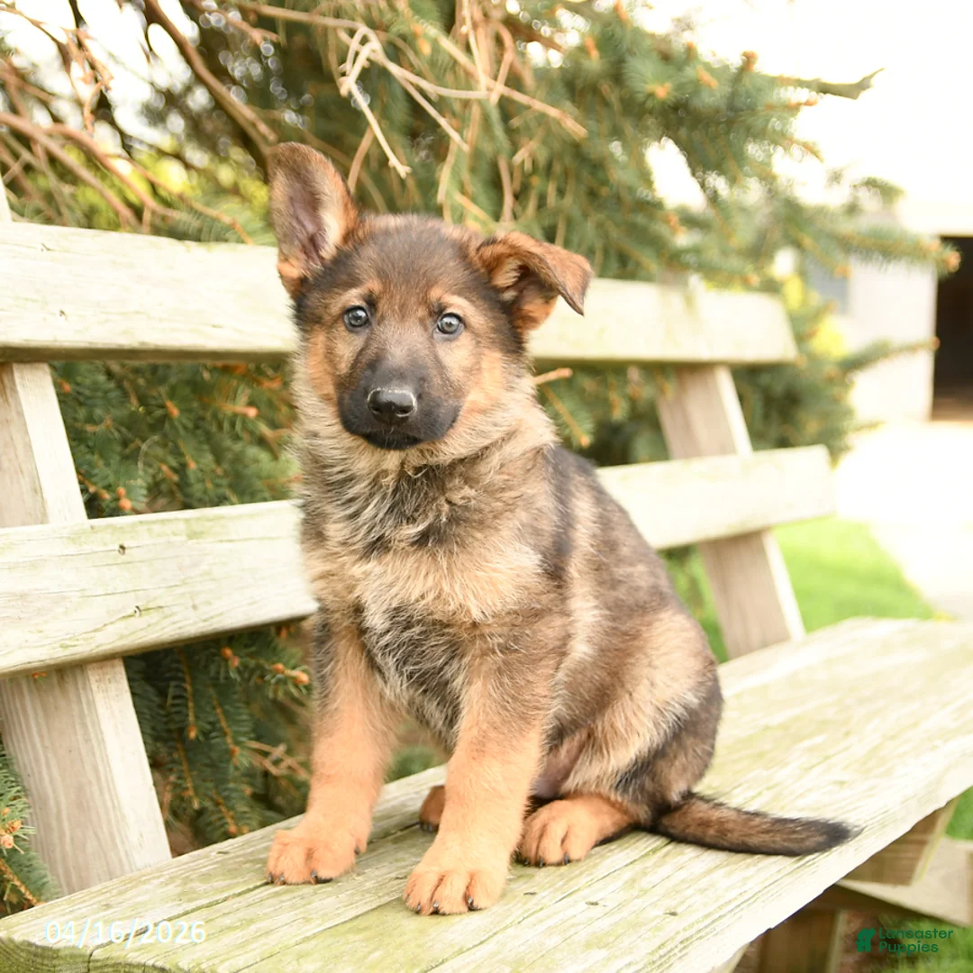 German Shepherd dogs for sale: Dakota - Ad 2
