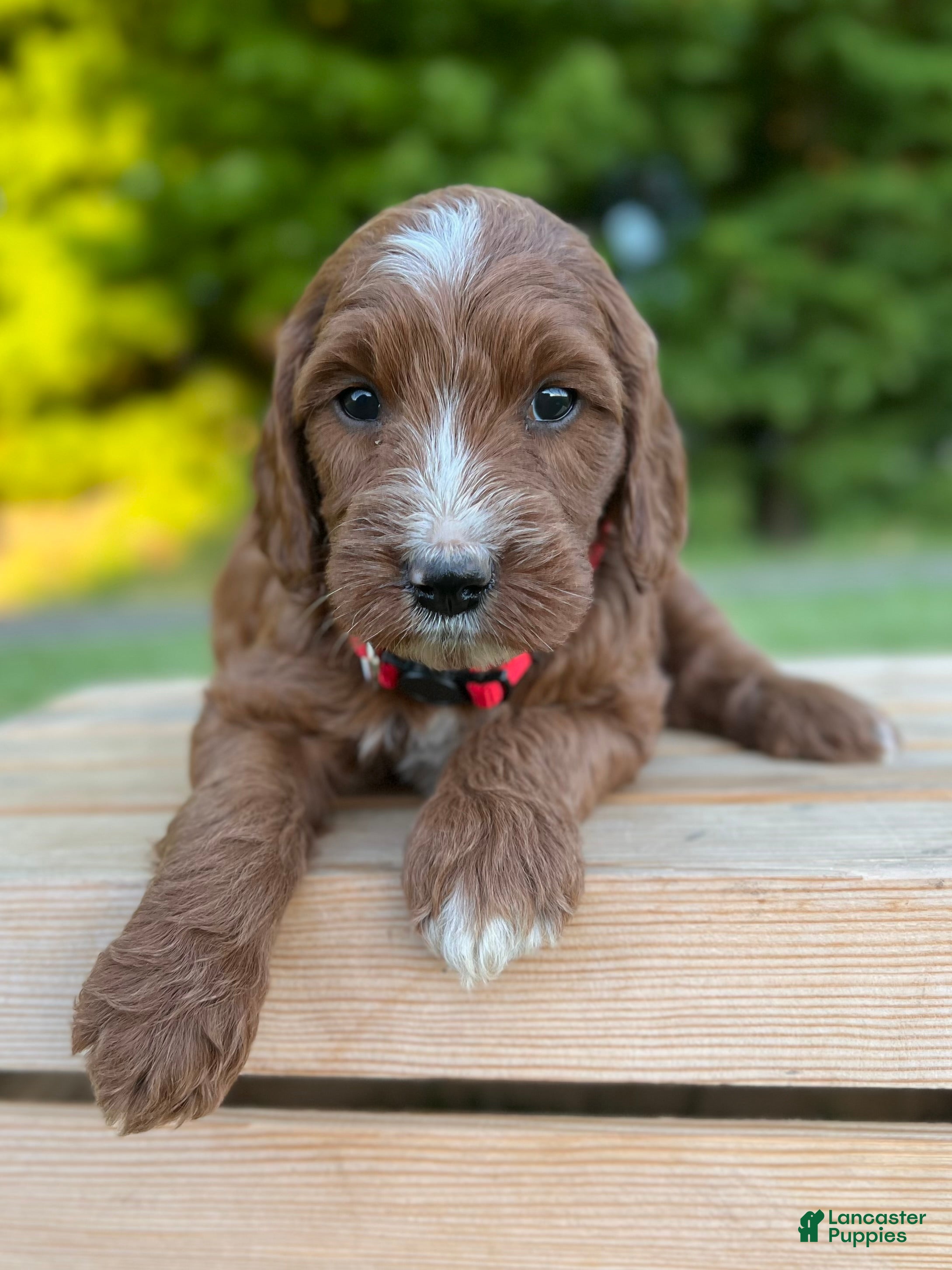 Irish Doodle dogs Hazel - Ad 2