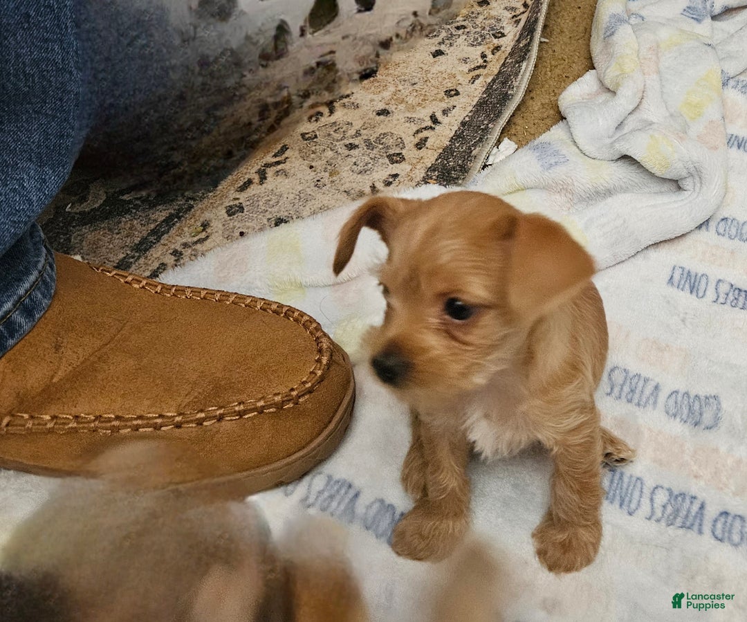 Chorkie dogs for sale: Bell - Ad 4