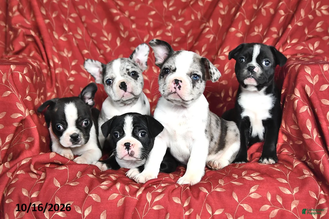 Frenchton dogs for sale: Ashley - Ad 3