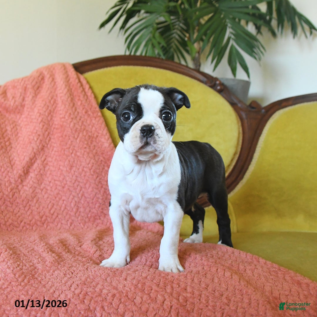 Boston Terrier dogs for sale: Dasher - Ad 1
