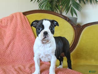 Boston Terrier dogs Dasher - Ad 35