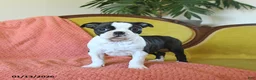 Boston Terrier dogs for sale: Dasher - Ad 16