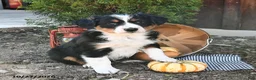 Australian Shepherd dogs for sale: Allie  - Ad 4
