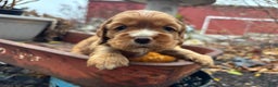 Cocker Spaniel dogs for sale: Dusty - Ad 5