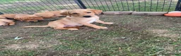 Labrador Retriever dogs for sale: Orange collar. Joe - Ad 5