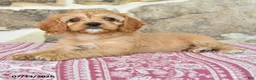 Cavapoo dogs for sale: Myla - Ad 3