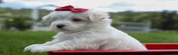 Maltese dogs for sale: MURPHY - Ad 15
