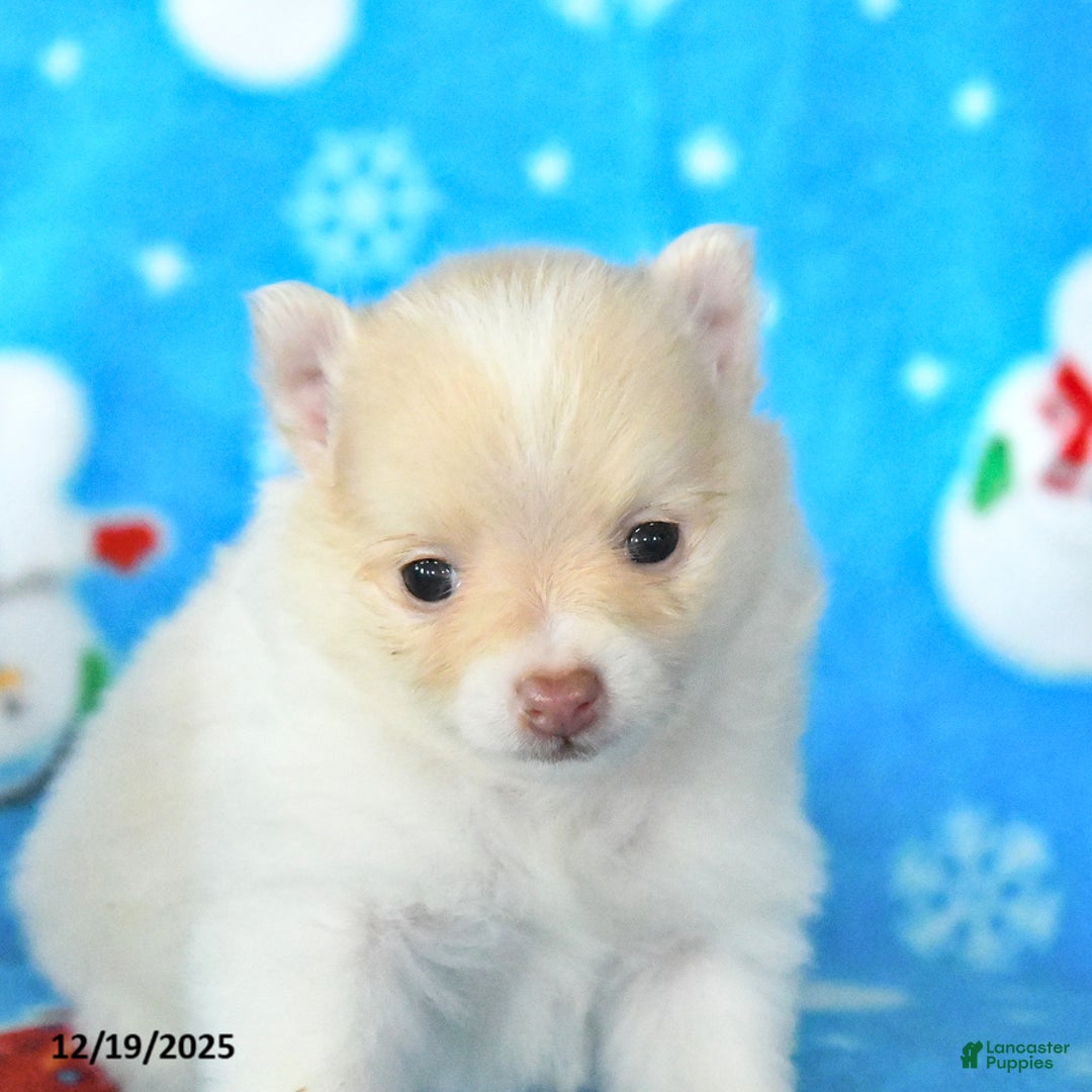 Pomeranian dogs for sale: Peaches - Ad 4