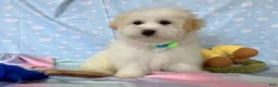 Maltipoo dogs for sale: Luke - Ad 5