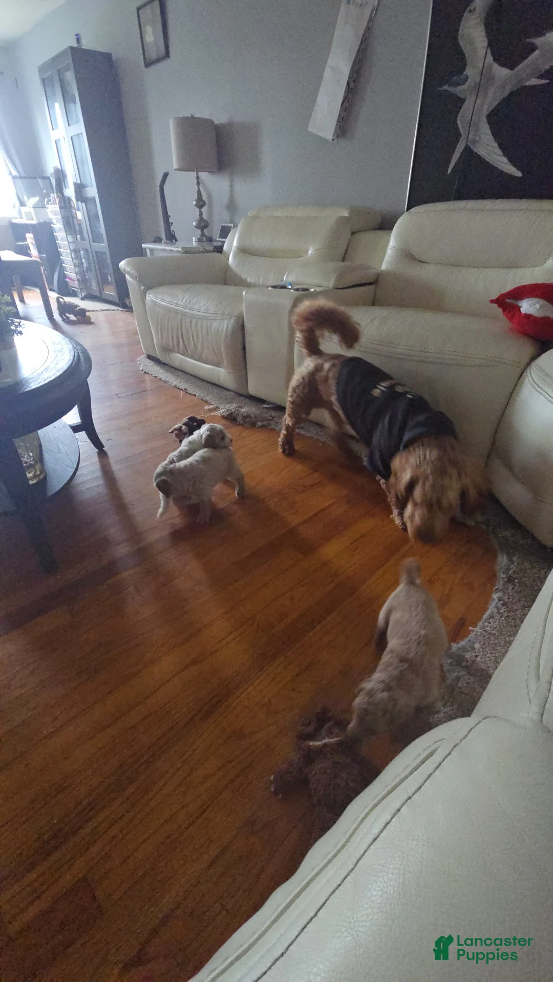 Mini Goldendoodle dogs for sale: Hopper - Ad 1