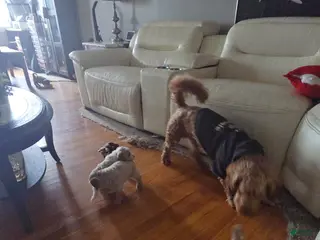 Mini Goldendoodle dogs Hopper - Ad 3