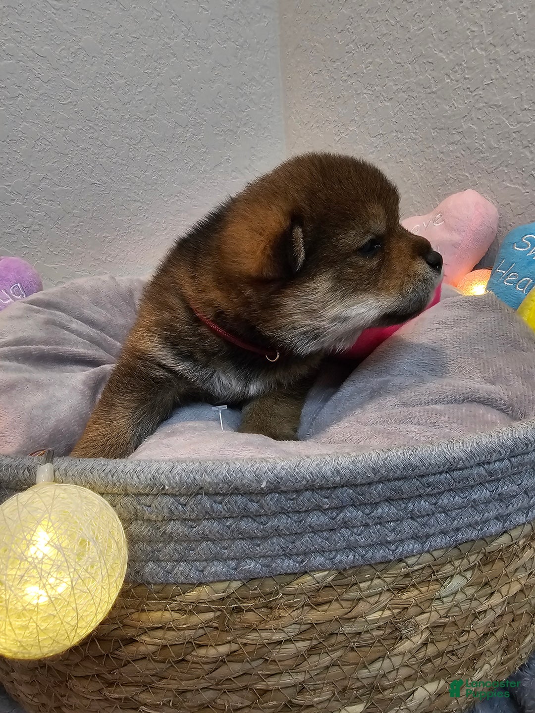 Shiba Inu dogs for sale: Aki - Ad 6