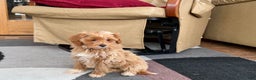 Maltipoo dogs for sale: Maltipoo Puppy 4 male  - Ad 7