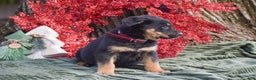 Mixed Breed dogs for sale: Annie - Ad 2