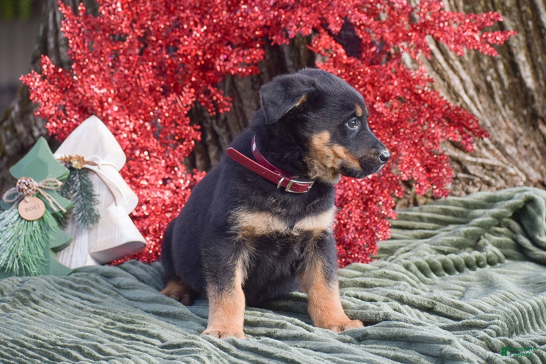 Mixed Breed dogs for sale: Annie - Ad 2