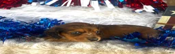 Miniature Dachshund dogs for sale: Dixie (Longhair) - Ad 8