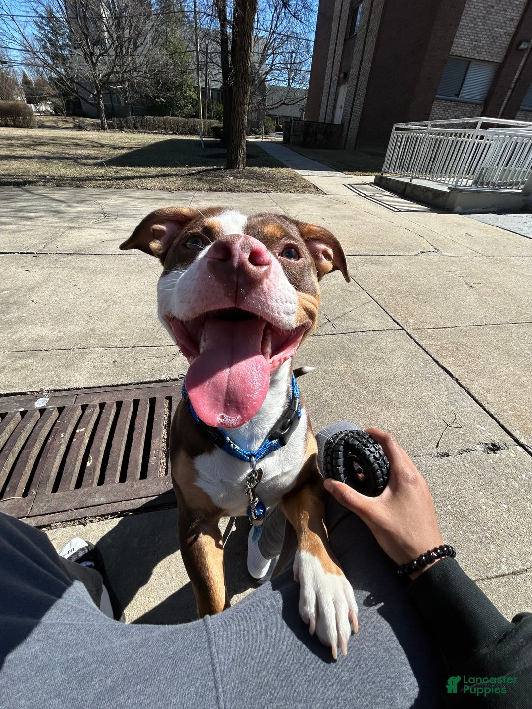 American Pit Bull Terrier dogs for sale: American Pit Bull Terrier Puppy 1 - Ad 3