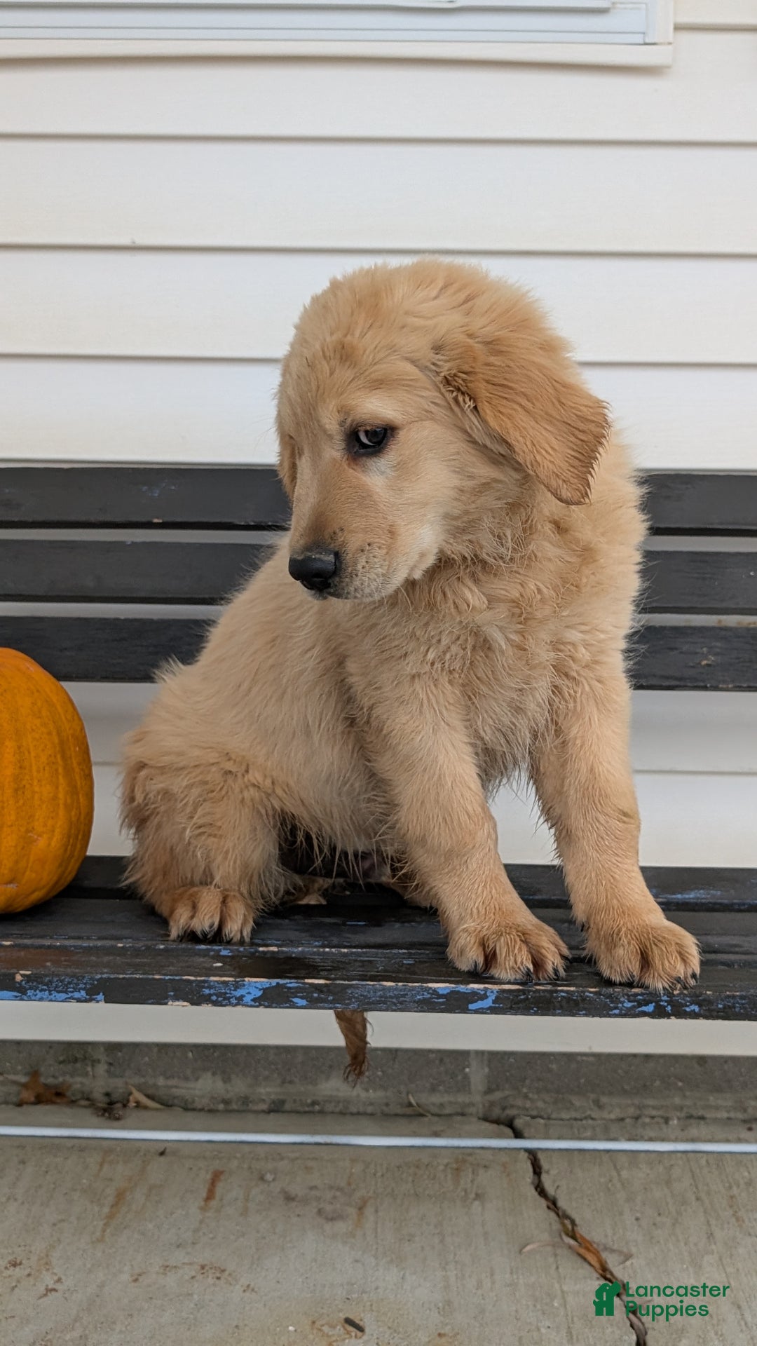 Golden Retriever dogs for sale: Captain  - Ad 4