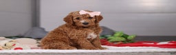 Standard Poodle dogs for sale: Mindy - Ad 2